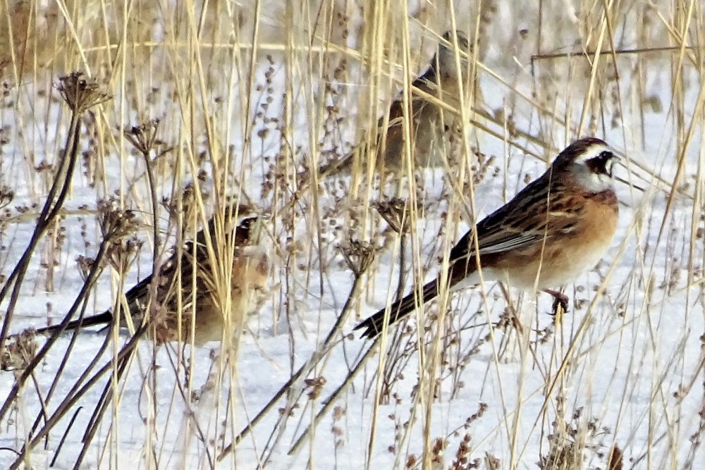 Стая овсянок