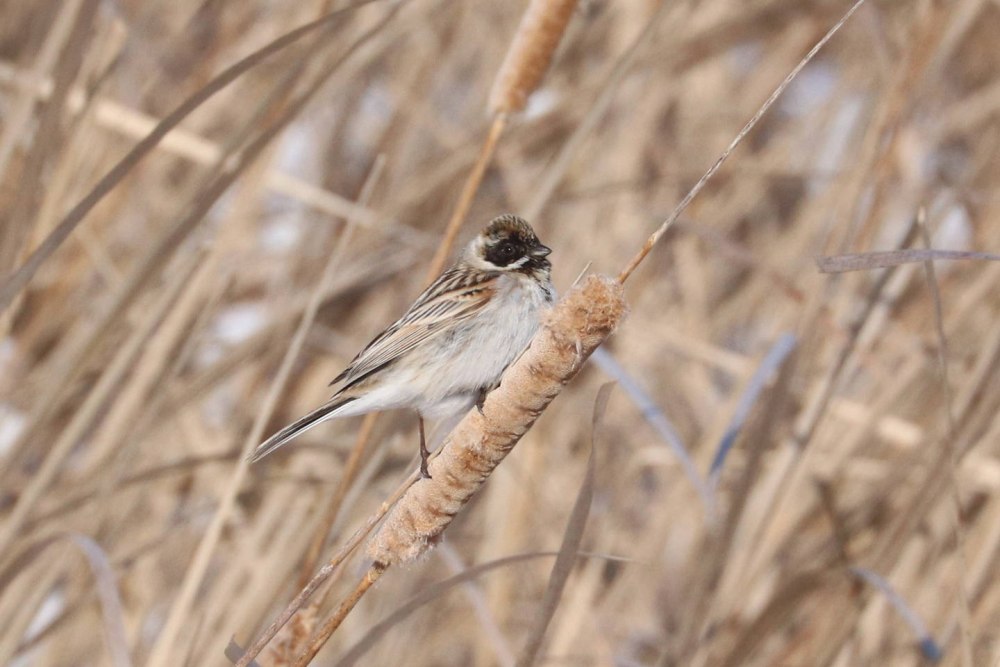 Овсянка Алтай