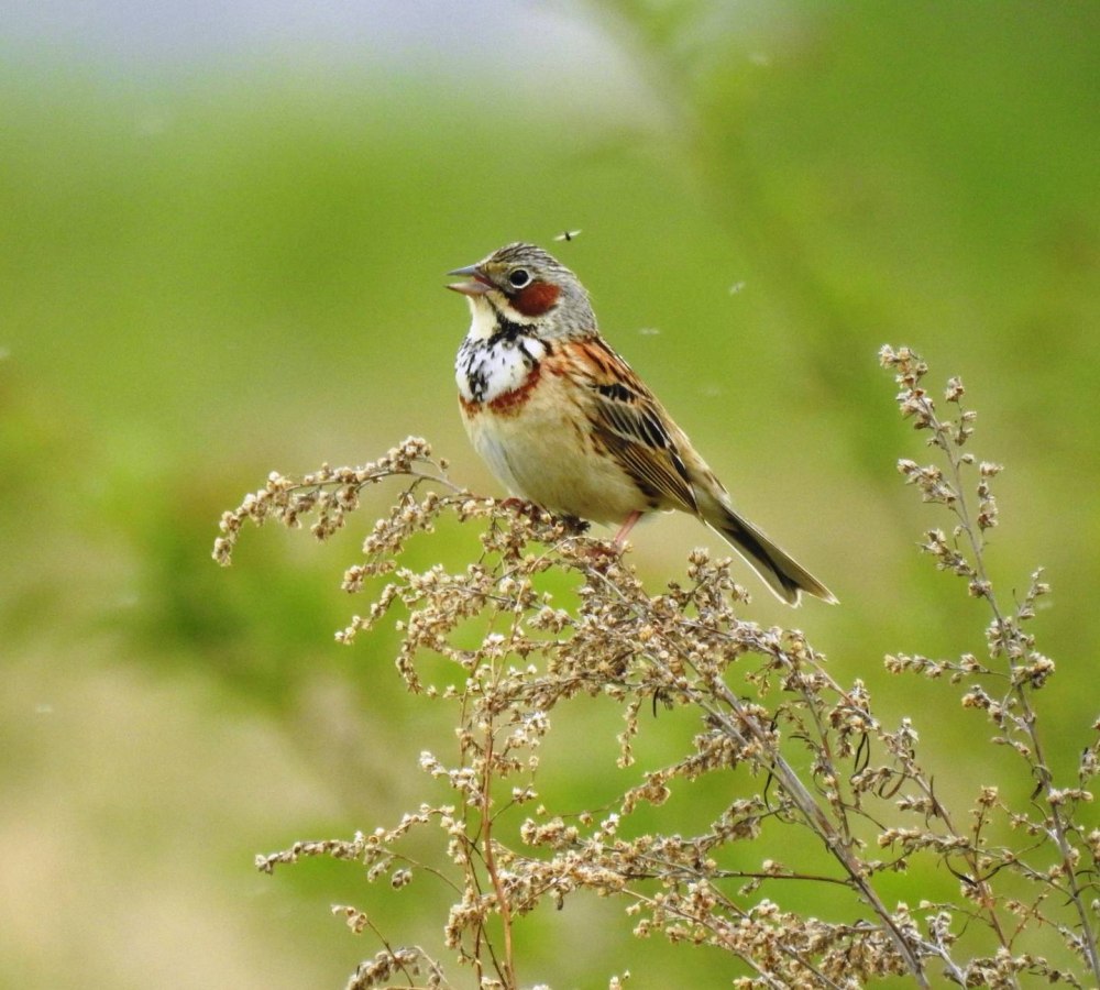 Alopochelidon fucata (