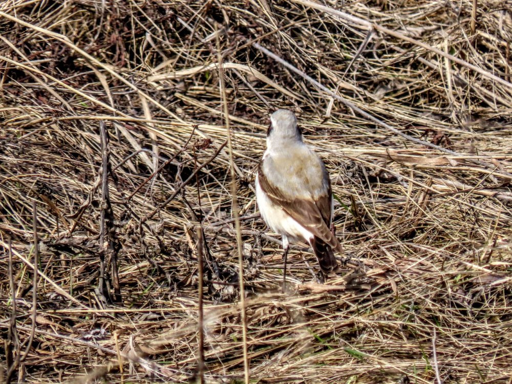 Кулик дятел овсянка Каменка