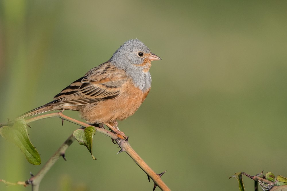 Emberiza caesia