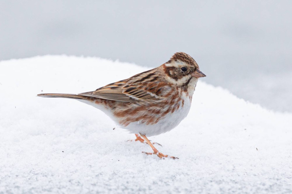 Лапландский подорожник в тундре