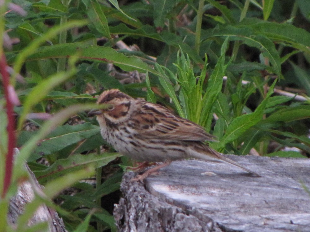 Овсянка крошка самец и самка