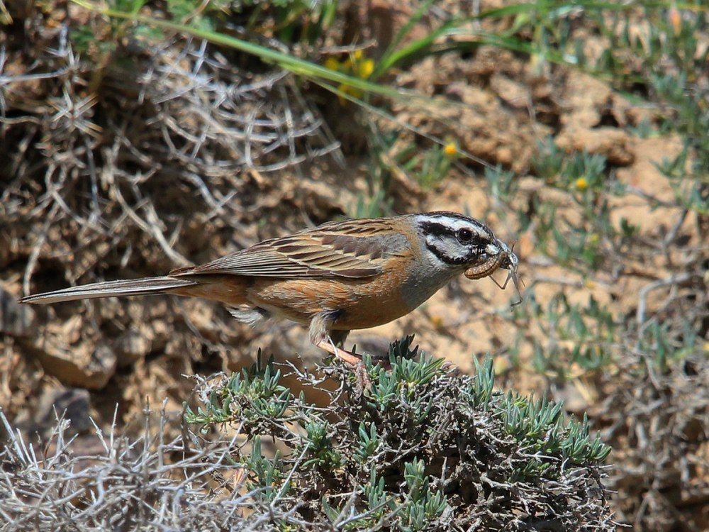 Животный мир Греции Горная овсянка