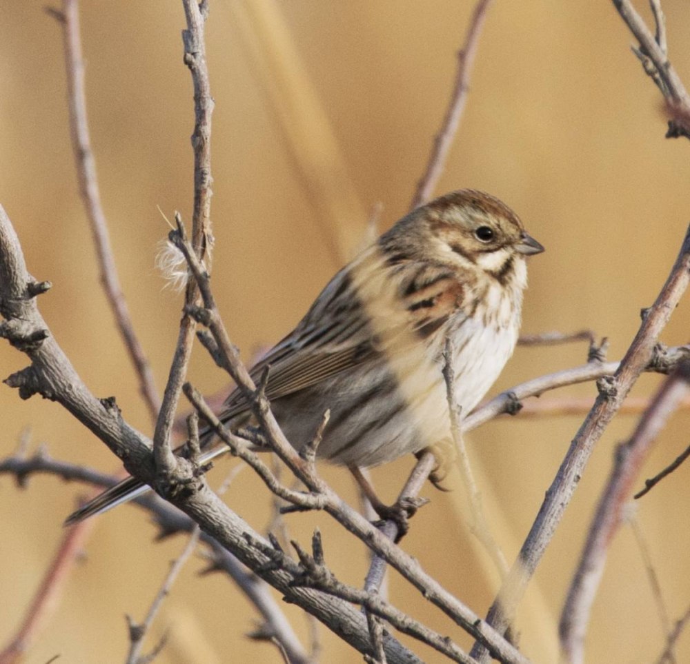 Камышовая овсянка птица песни
