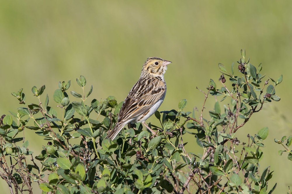 Род: саванные овсянки