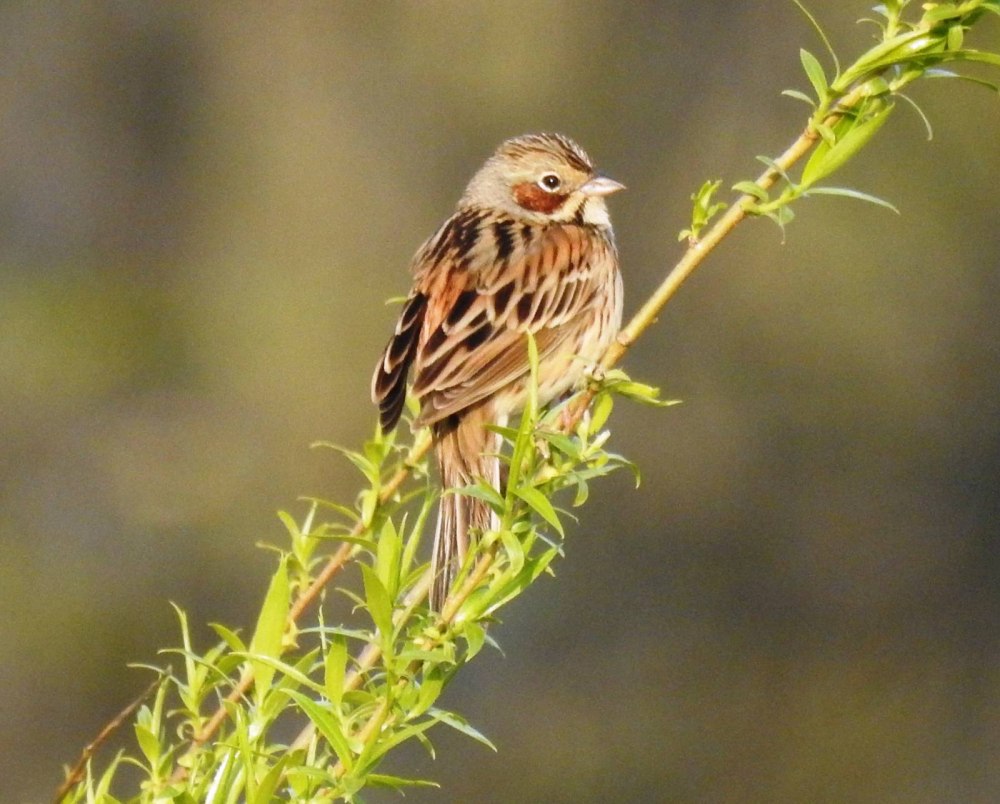 Ошейниковая овсянка птица