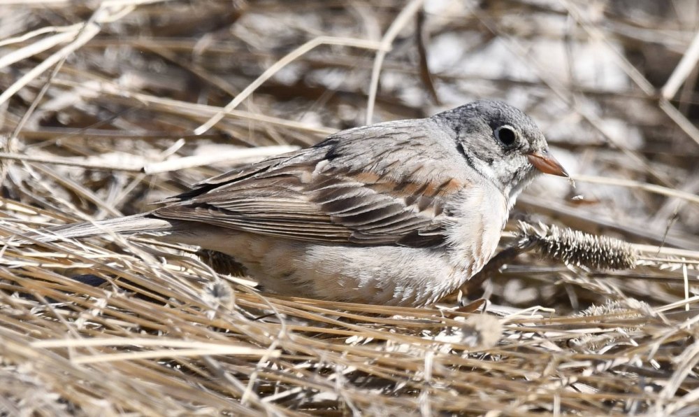 Птицы Ямала