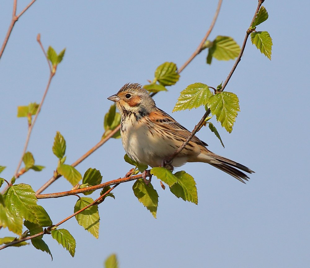 Ошейниковая овсянка птица