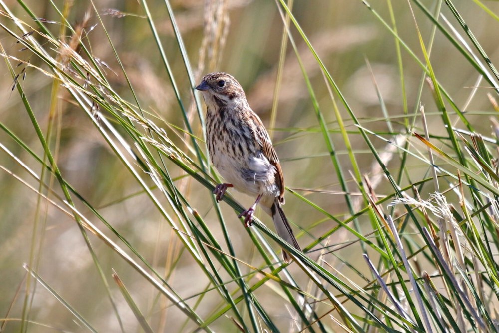 Полярная овсянка птица