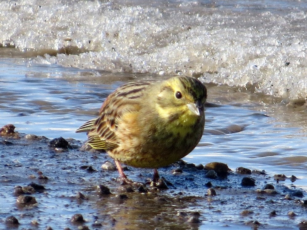 Пестрая овсянка