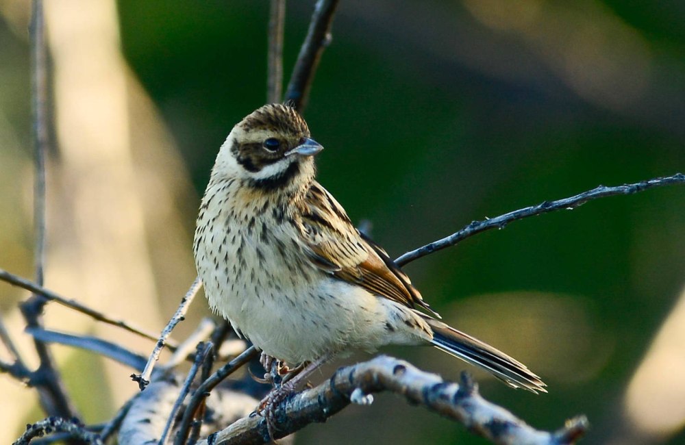 Камышовая овсянка