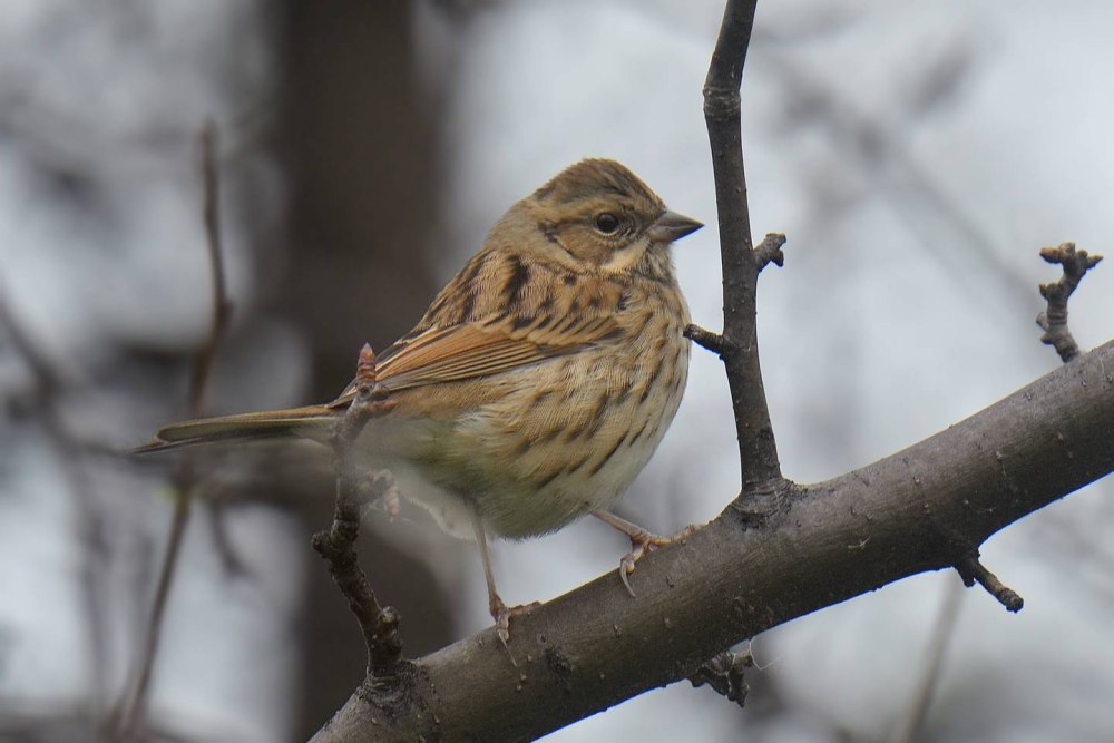 Седоголовая овсянка птенец