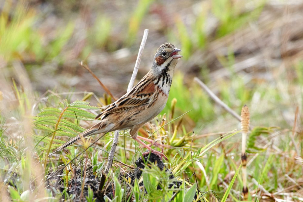 Emberiza fucata
