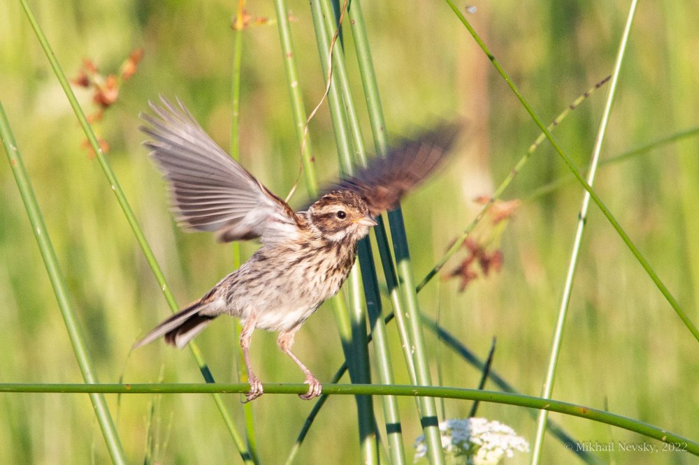 Слеток тростниковой овсянки