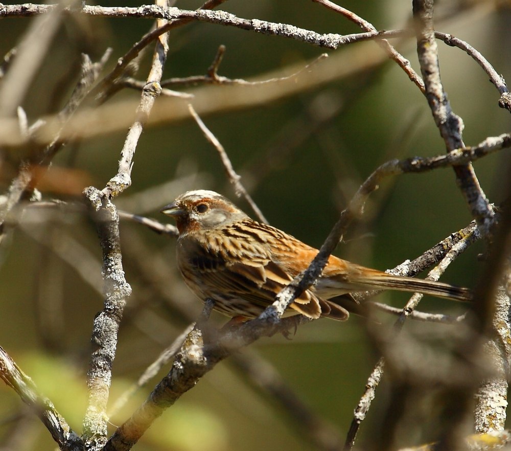 Белошапочная овсянка содержание