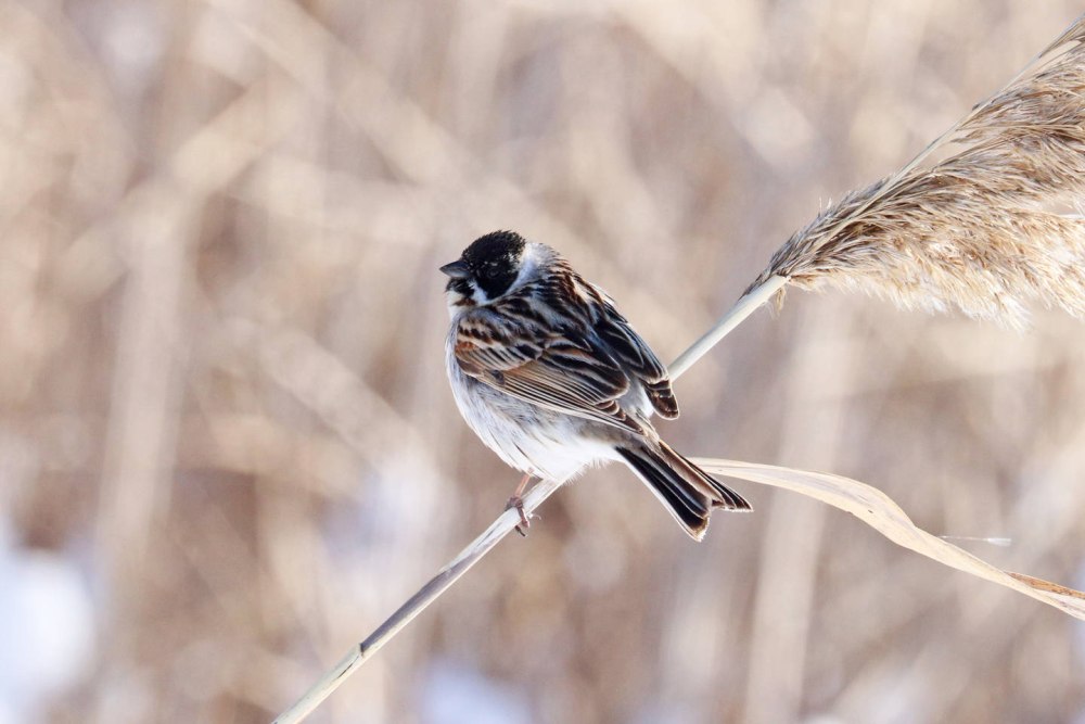 Птица года 2022 года Воробей