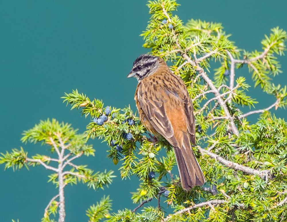 Птица Горная овсянка Забайкалья