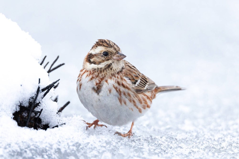 Лапландский нос