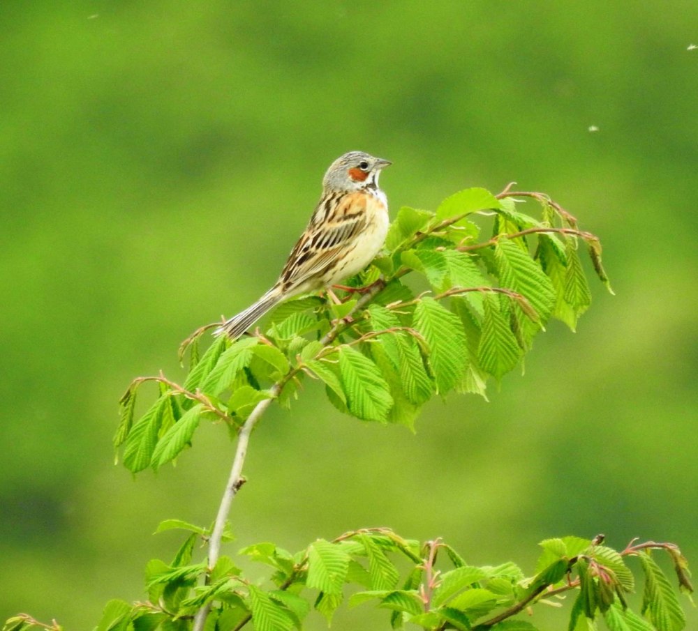 Ошейниковая овсянка птица