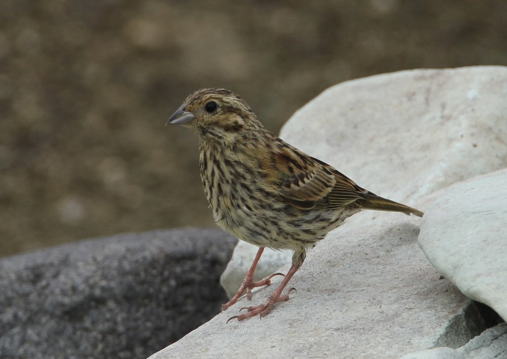 Огородная овсянка птица