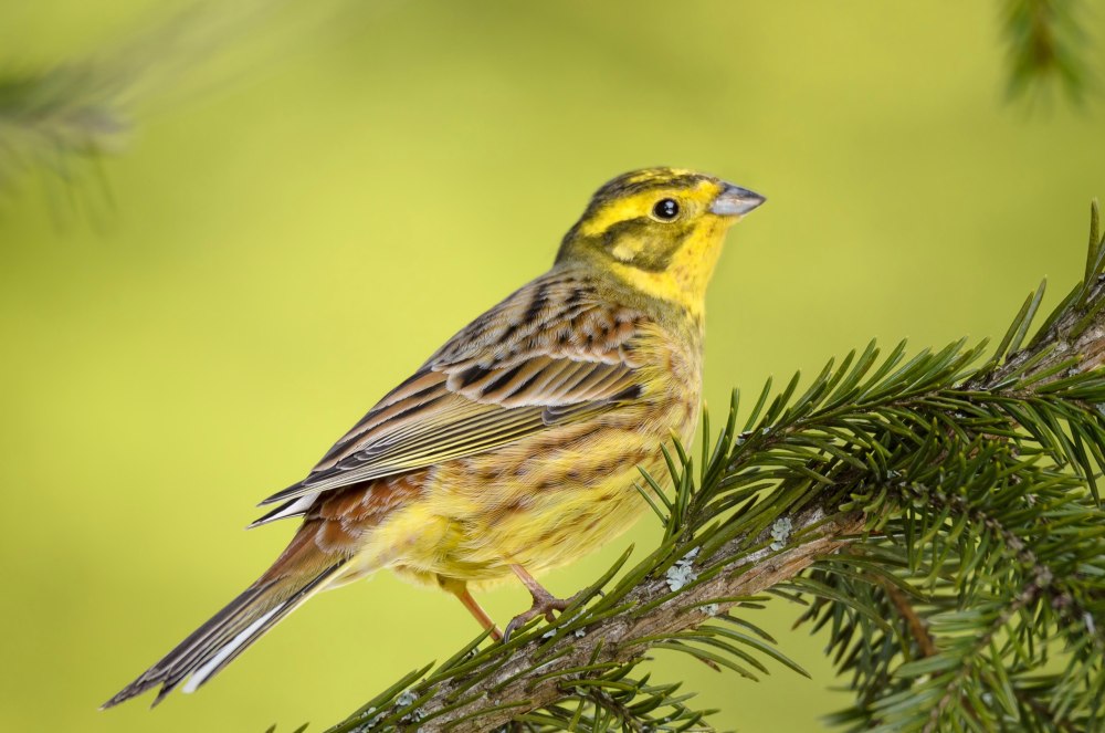 Акварели овсянка птица Восточной Сибири п.и.Борисова ,