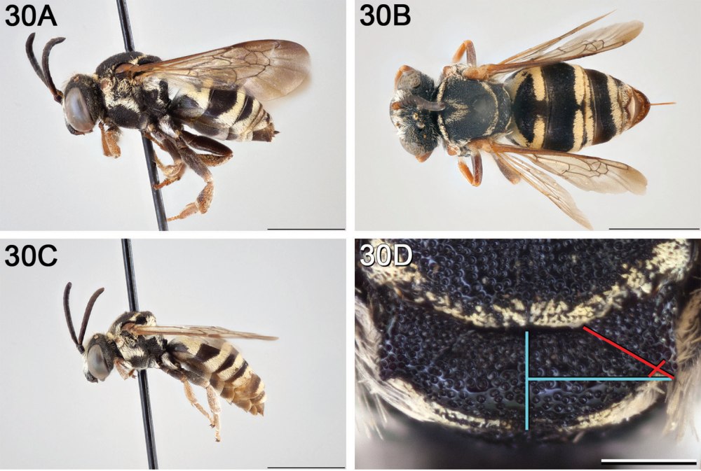 Hymenoptera, бескрылые формы самок