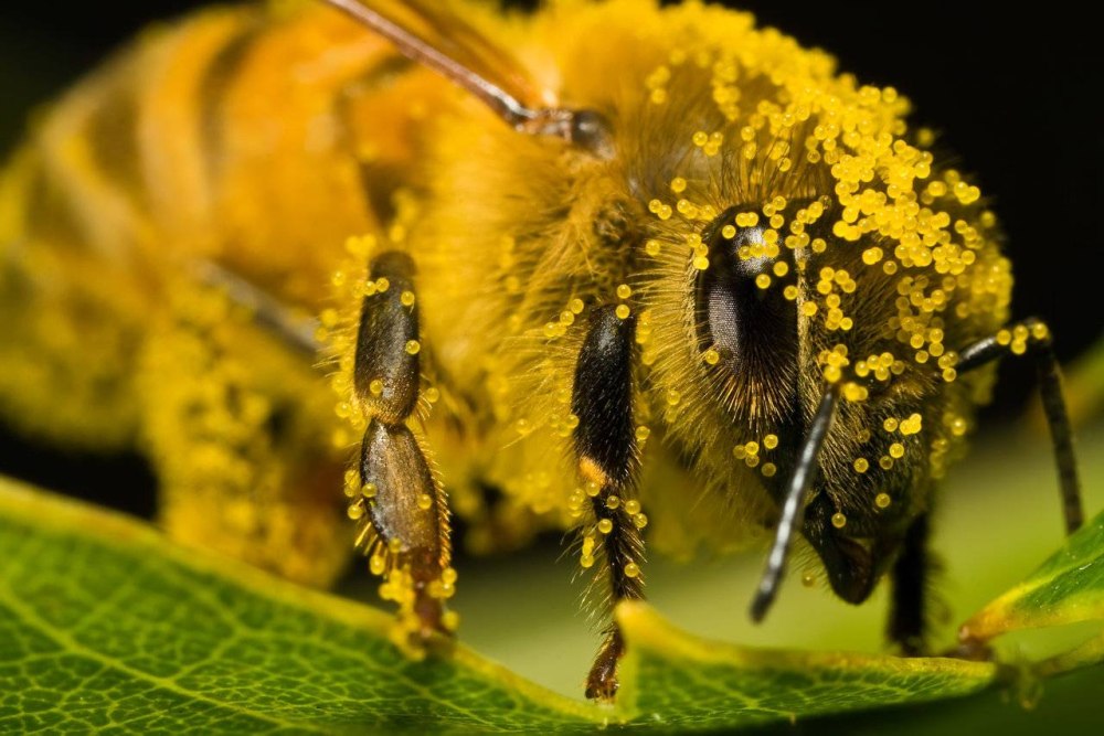 Пчелиная пыльца (Bee pollen)