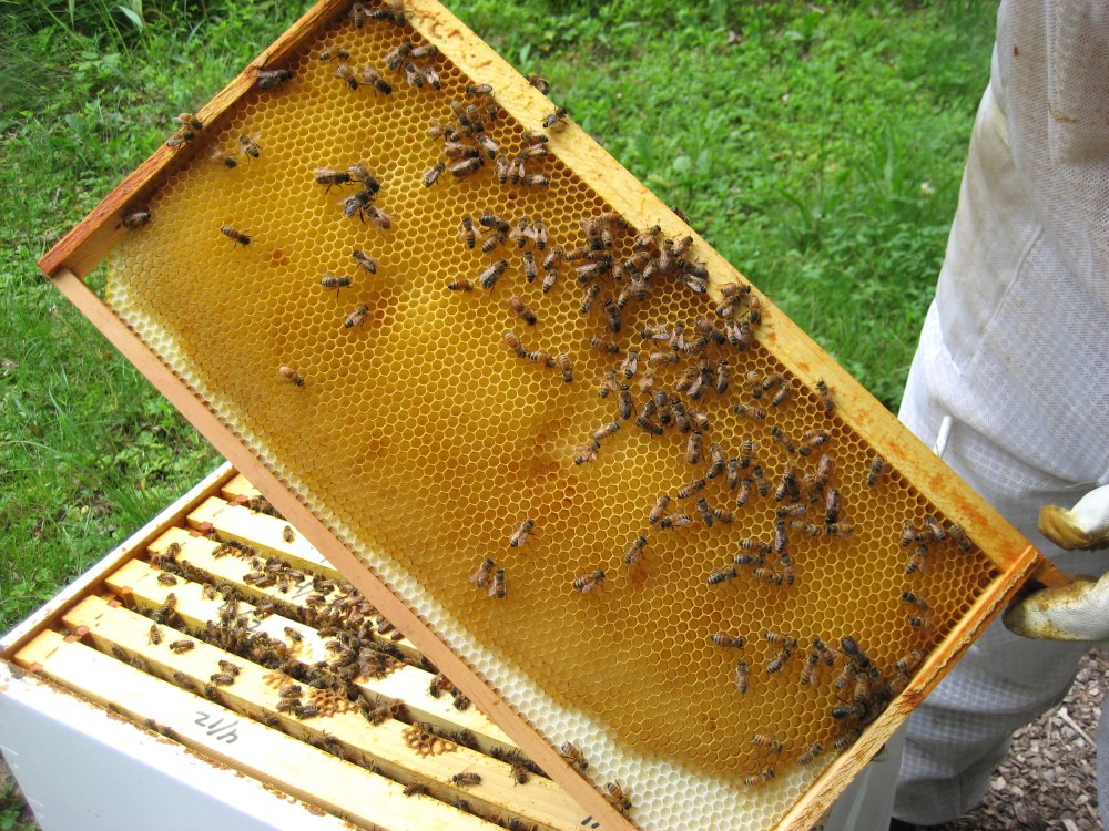 Пчелы в улье