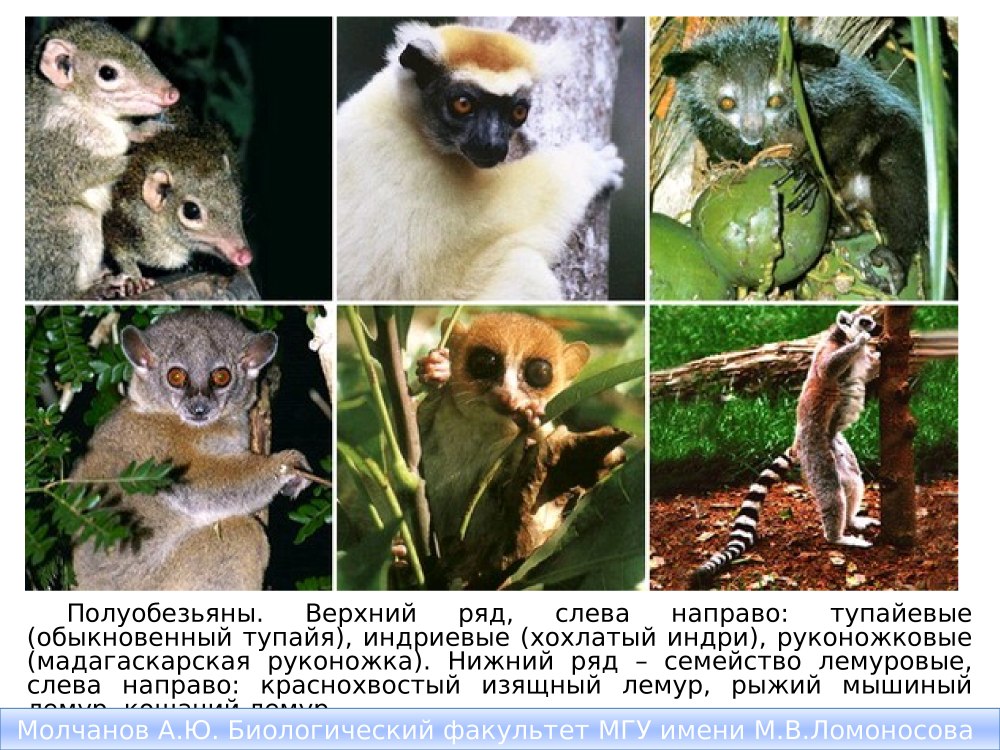 Приматы полуобезьяны