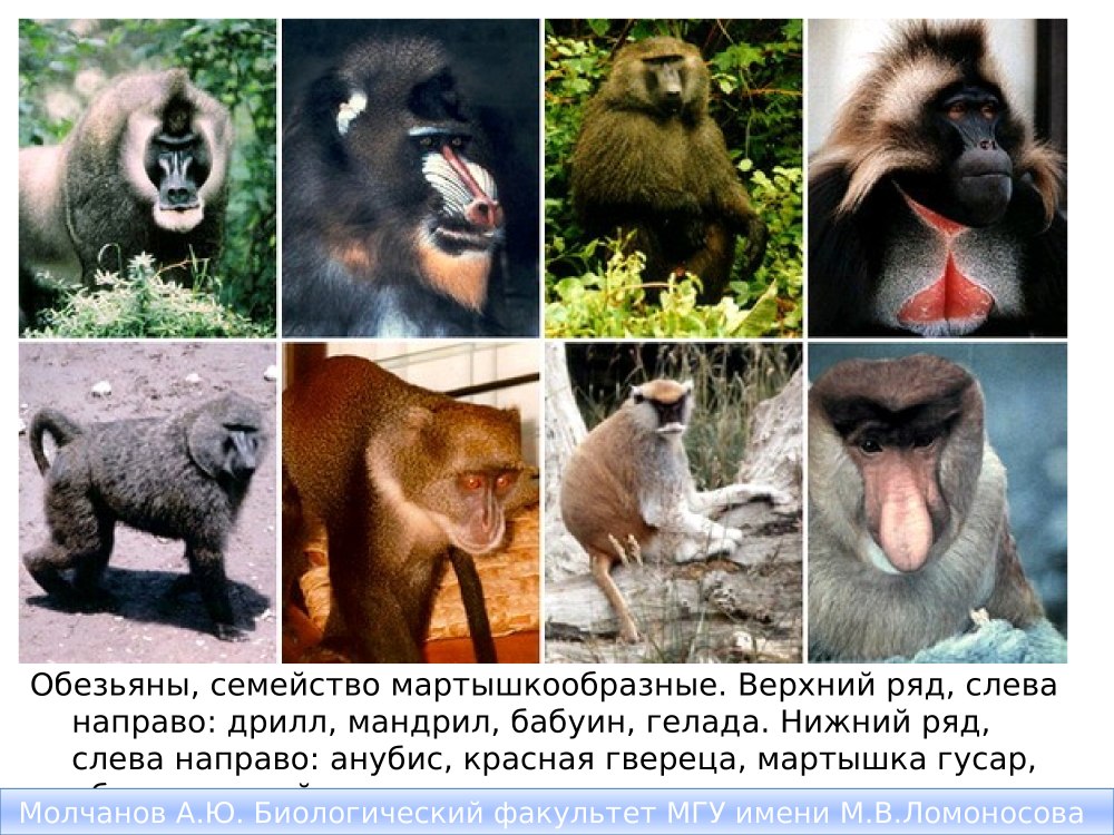Отряд млекопитающих приматы