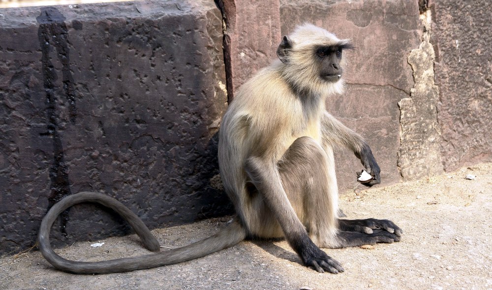 Semnopithecus dussumieri