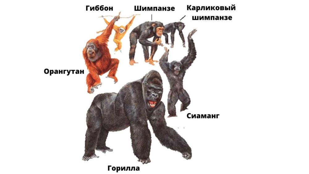 Приматы семейства и представители