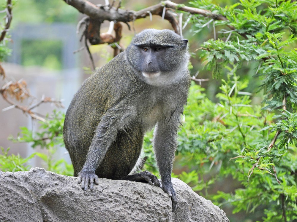 Allenopithecus nigroviridis