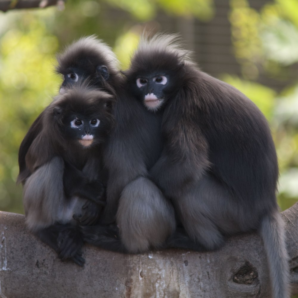 Trachypithecus ebenus.
