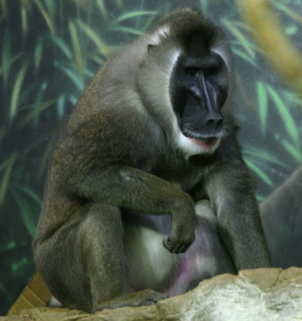 Ape tube Rusia