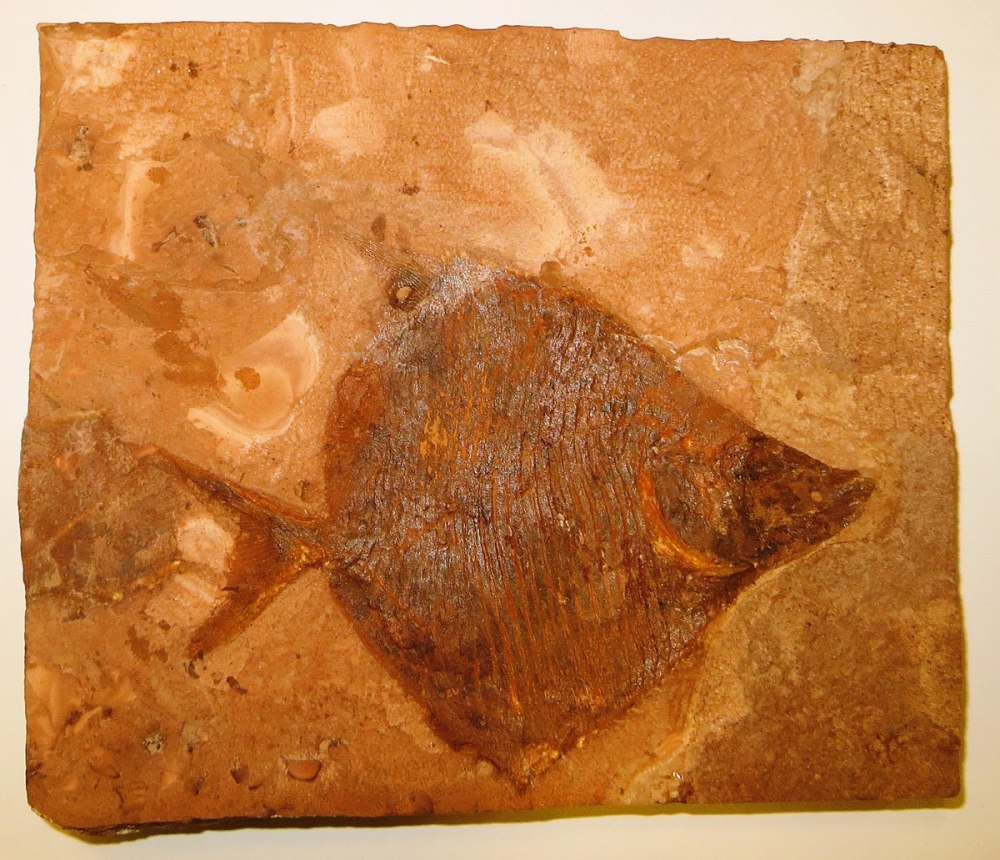 Austrophyllolepis ritchiei окаменелость