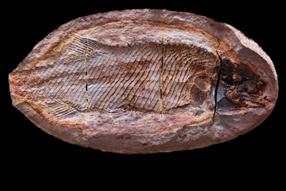 Caracanthus madagascariensis