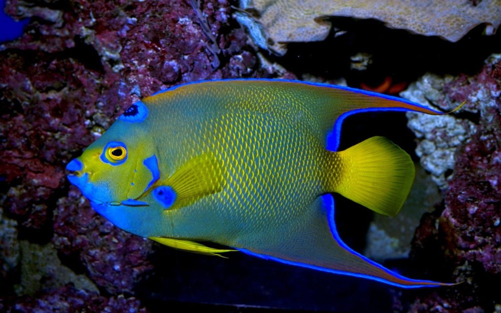 Holacanthus ciliaris