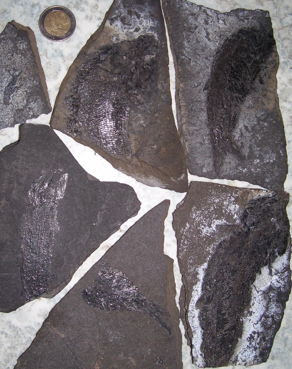 Palaeoniscum