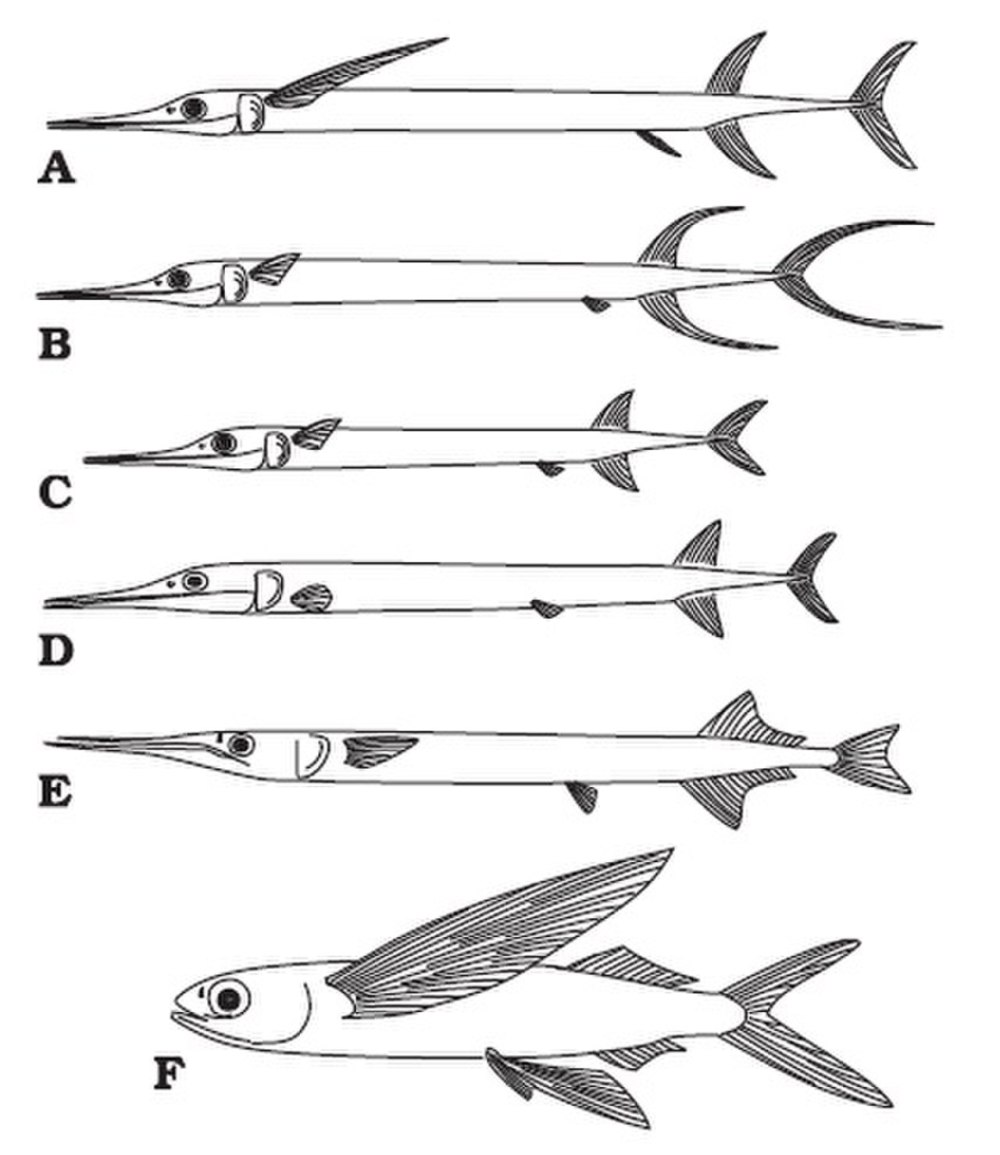 Saurichthys