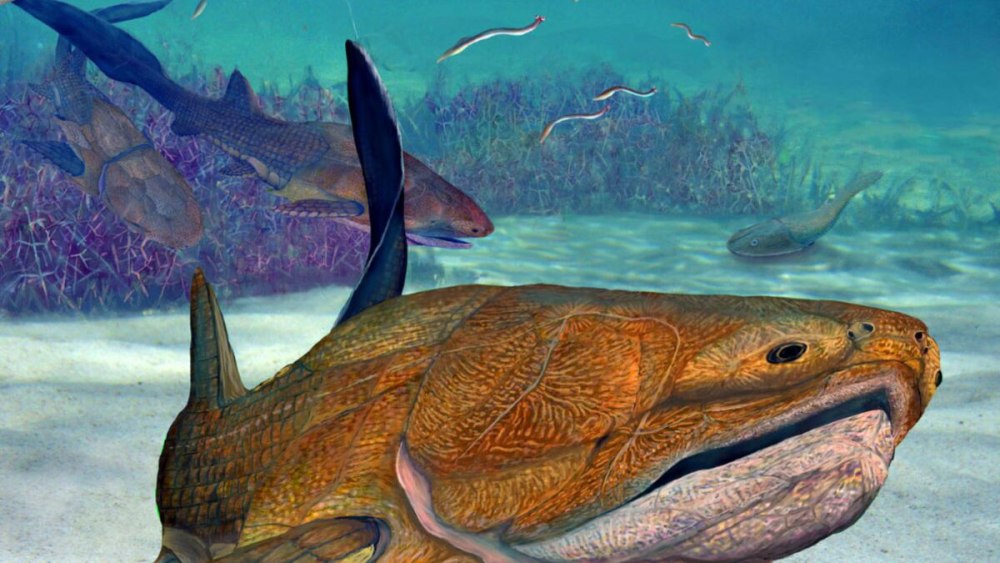 Entelognathus primordialis