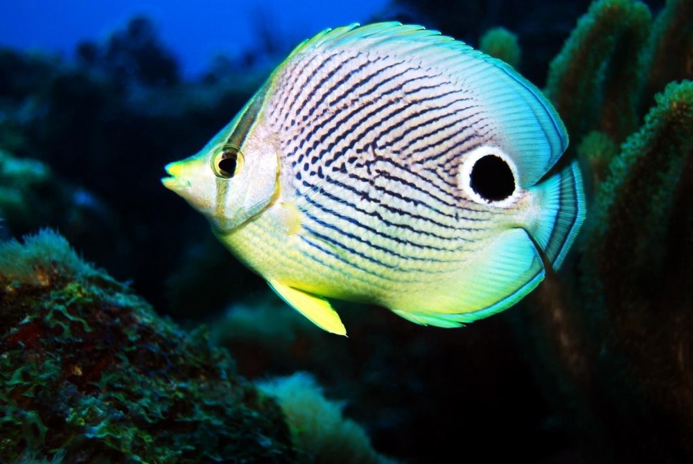 Chaetodon decussatus