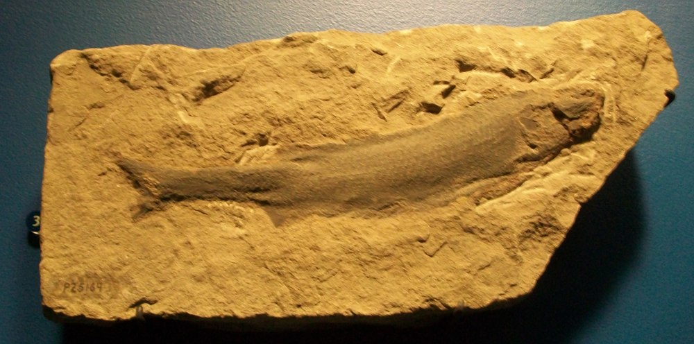 Mississippian Fish