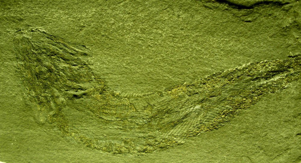Palaeoniscus_macropomus