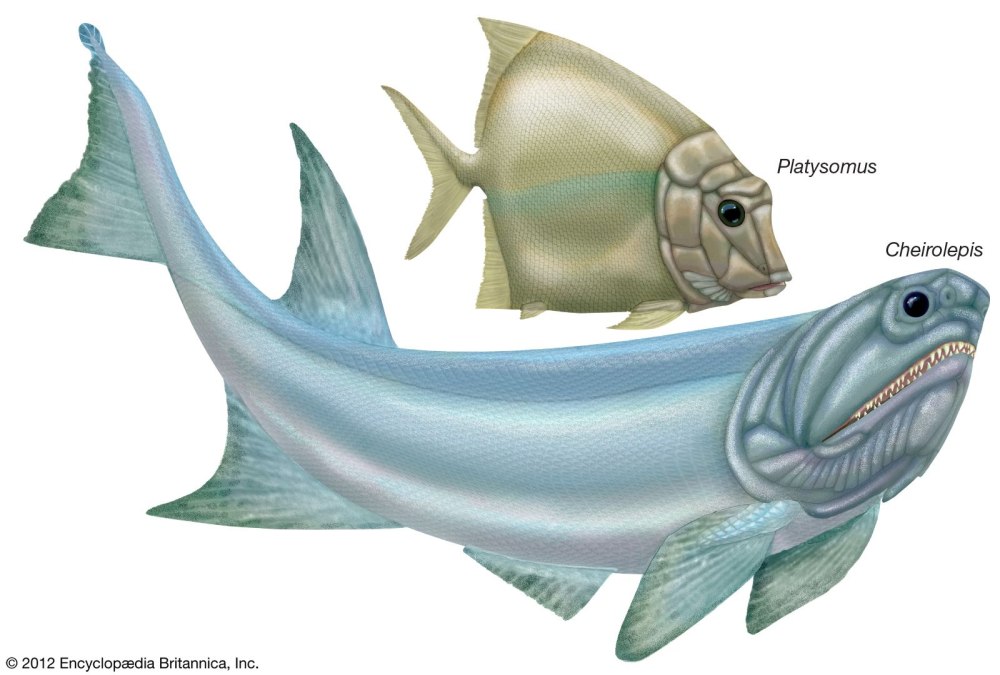 Teleostei Chondrostei