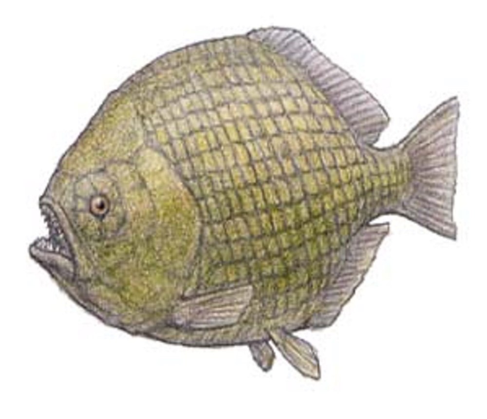 Dapedium рыба