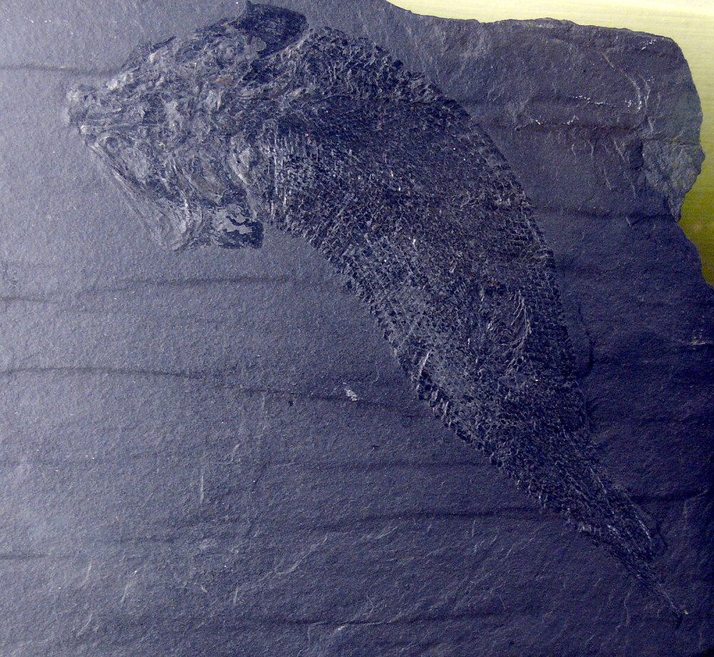 Palaeoniscum