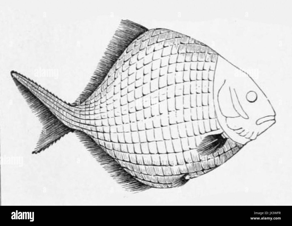 Platysomus biarnicus