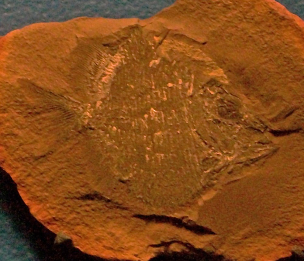 Platysomus striatus